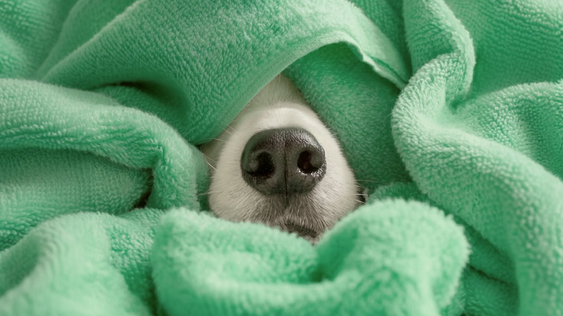 a dog's nose peeking out through a green towel
