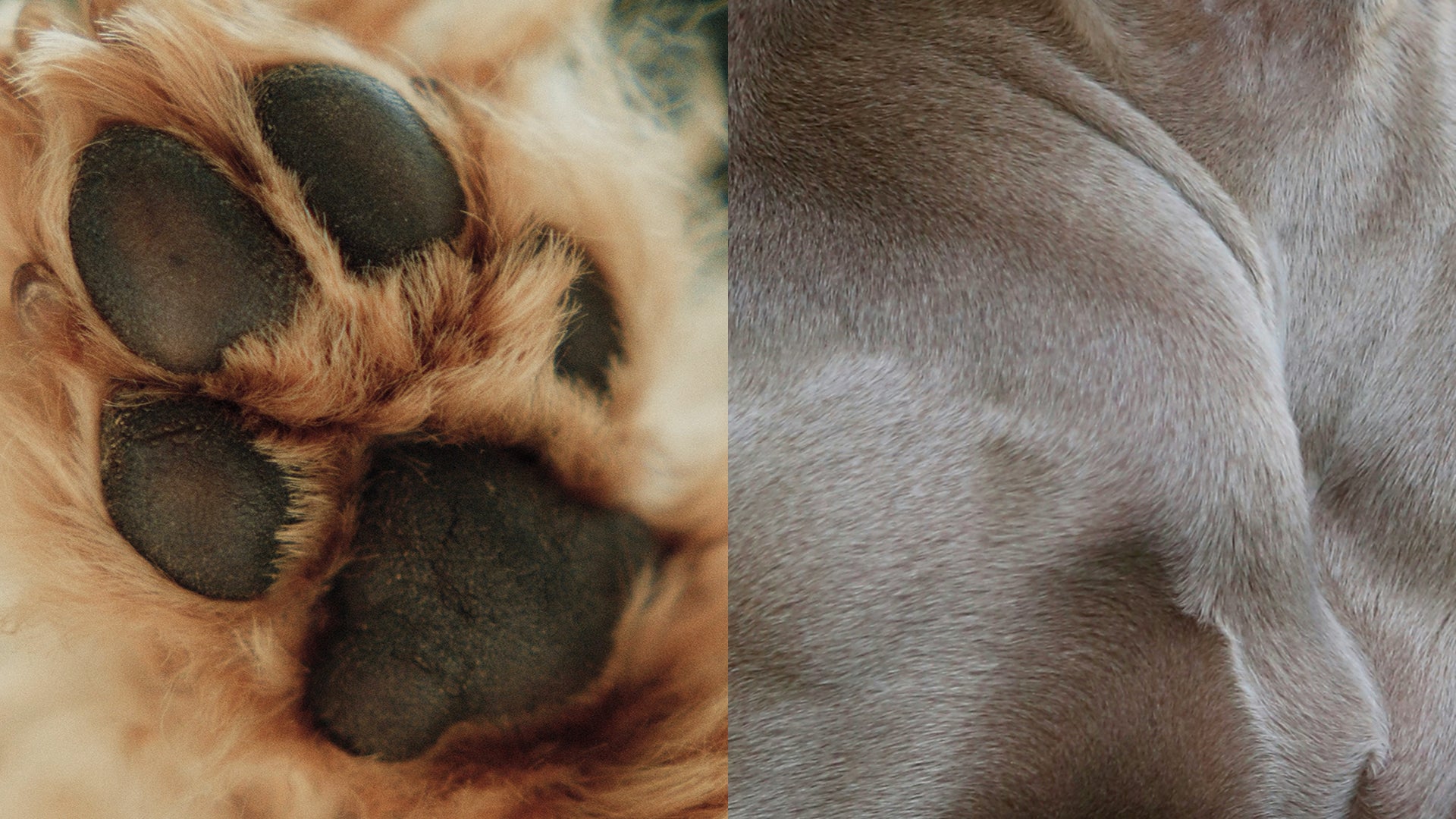 close up image of a dog paw and dog skin