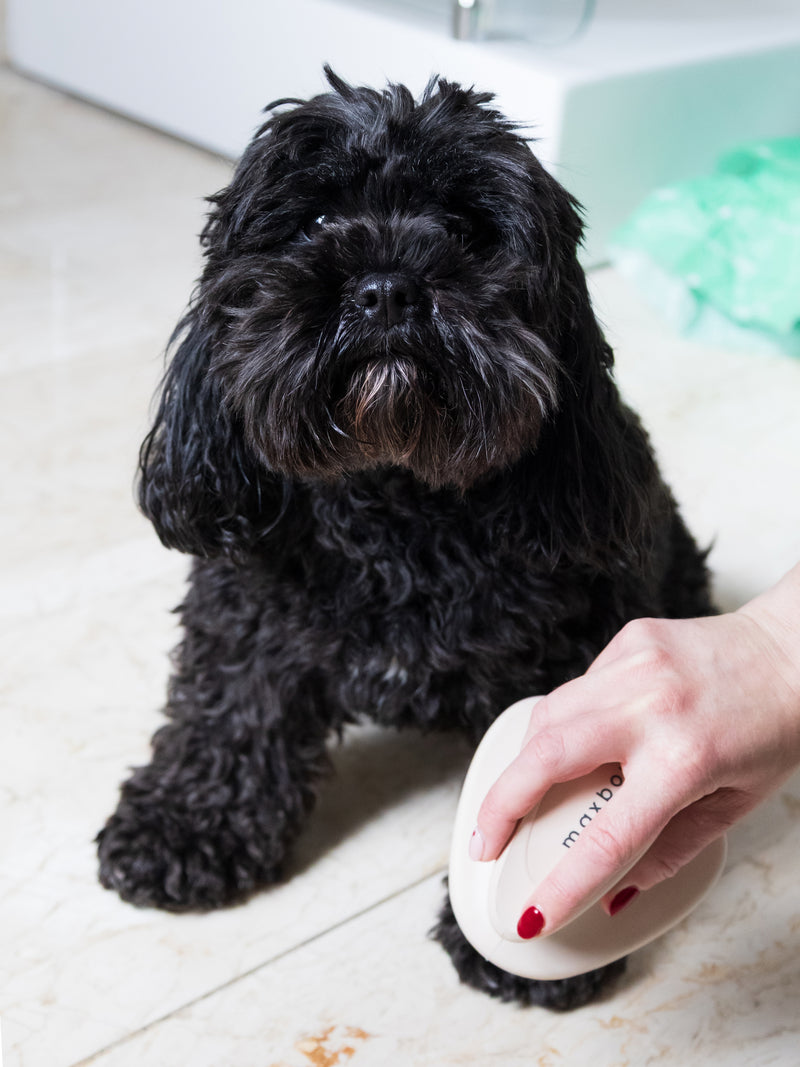 Person using amaxbone coat therapy brush tool on a black dog's fur