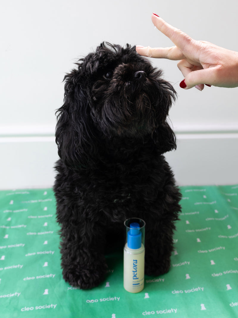 Black dog sitting on a green mat with a bottle of petora soothing jelly serum product in front of it.