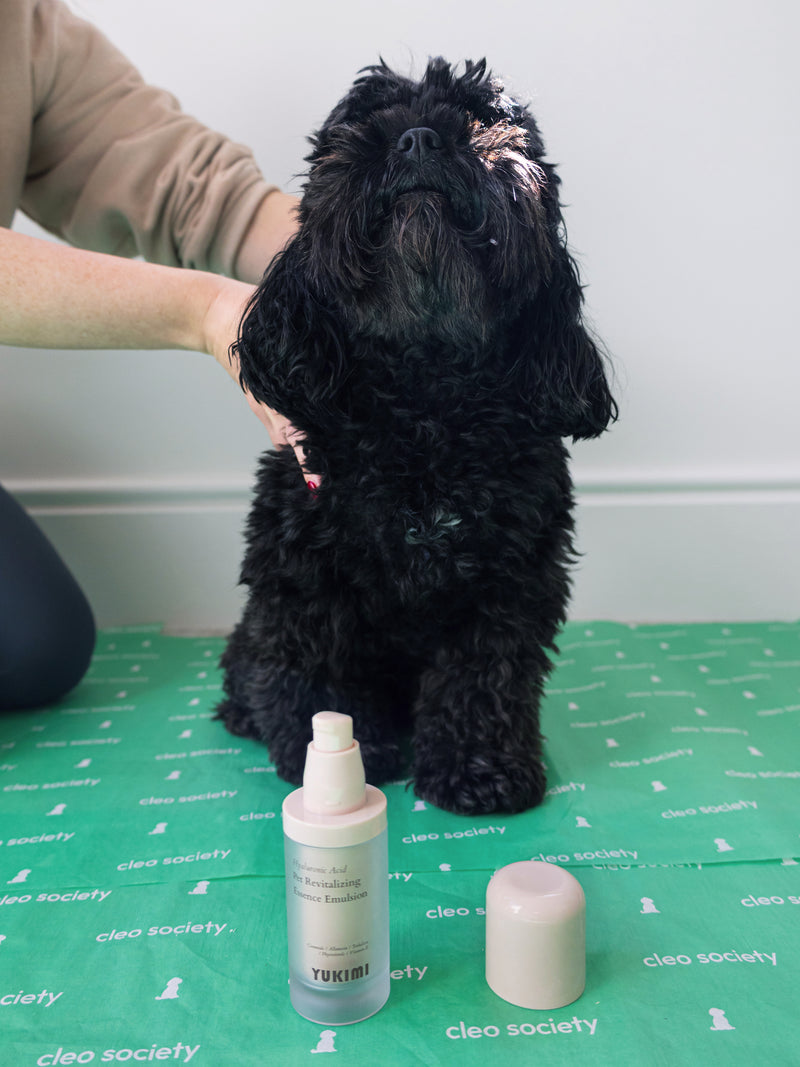Black dog sitting on a green mat with a bottle of YUKIMI hyaluronic acid next to it.