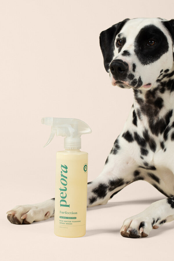 Dalmatian dog with a bottle of Petora Rice Water Shampoo on a beige background